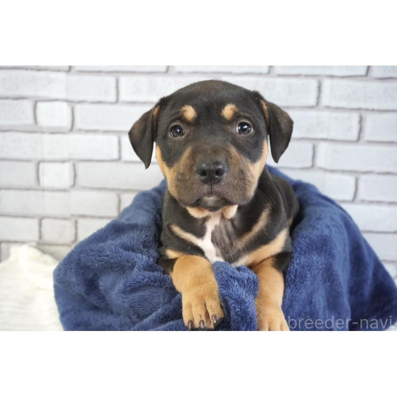 販売中の熊本県のアメリカンピットブルテリア-448815