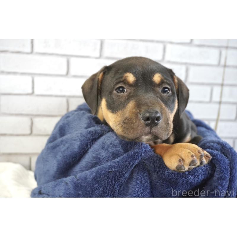 販売中の熊本県のアメリカンピットブルテリア-448815の9枚目