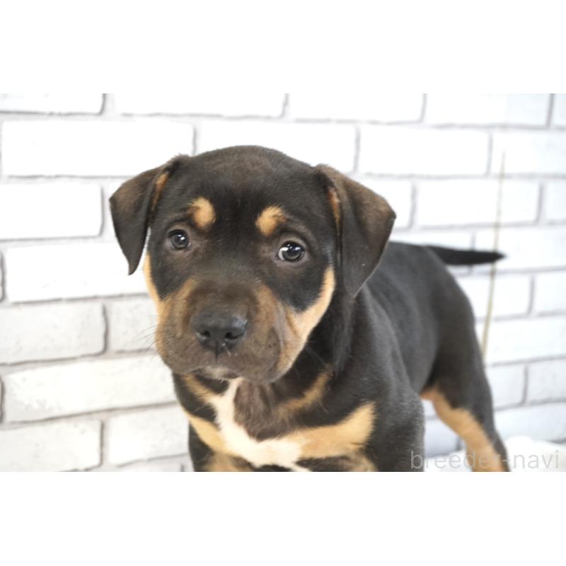 販売中の熊本県のアメリカンピットブルテリア-448815の8枚目