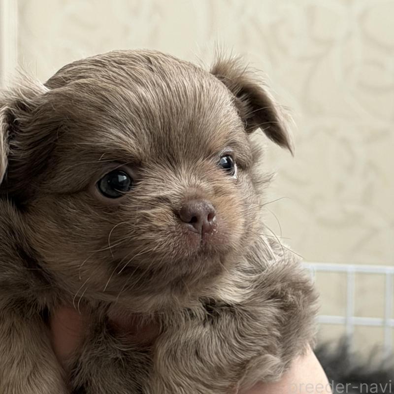 販売中の石川県のチワワ(ロングコート)-448814の2枚目