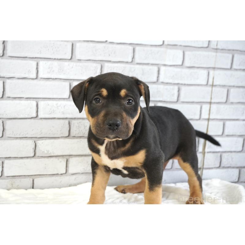 販売中の熊本県のアメリカンピットブルテリア-448815の7枚目