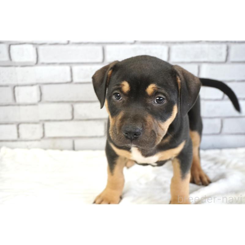 販売中の熊本県のアメリカンピットブルテリア-448815の6枚目