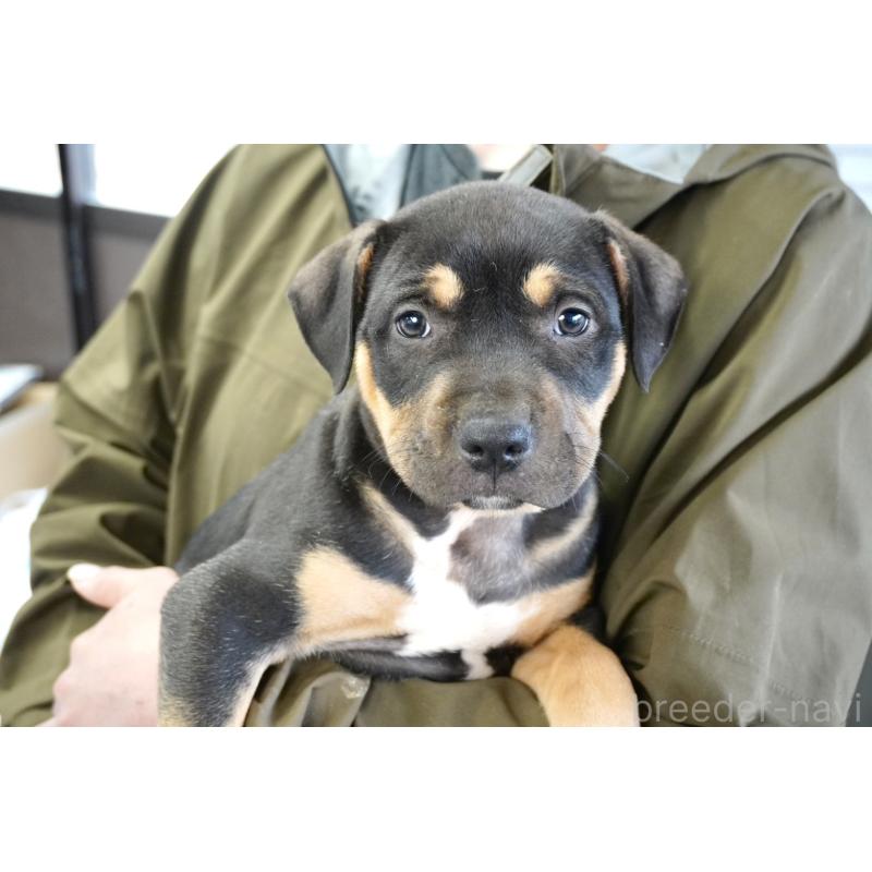 販売中の熊本県のアメリカンピットブルテリア-448815の5枚目