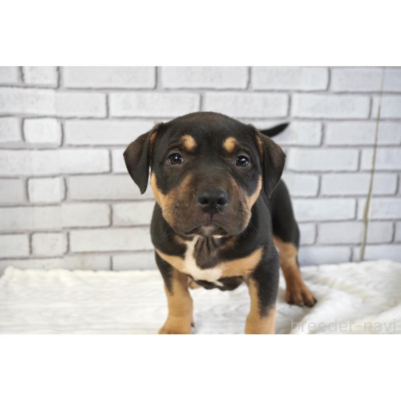 販売中の熊本県のアメリカンピットブルテリア-448815の4枚目