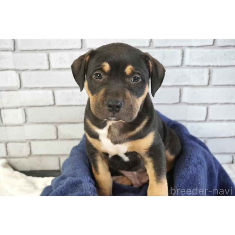 販売中の熊本県のアメリカンピットブルテリア-448815の3枚目