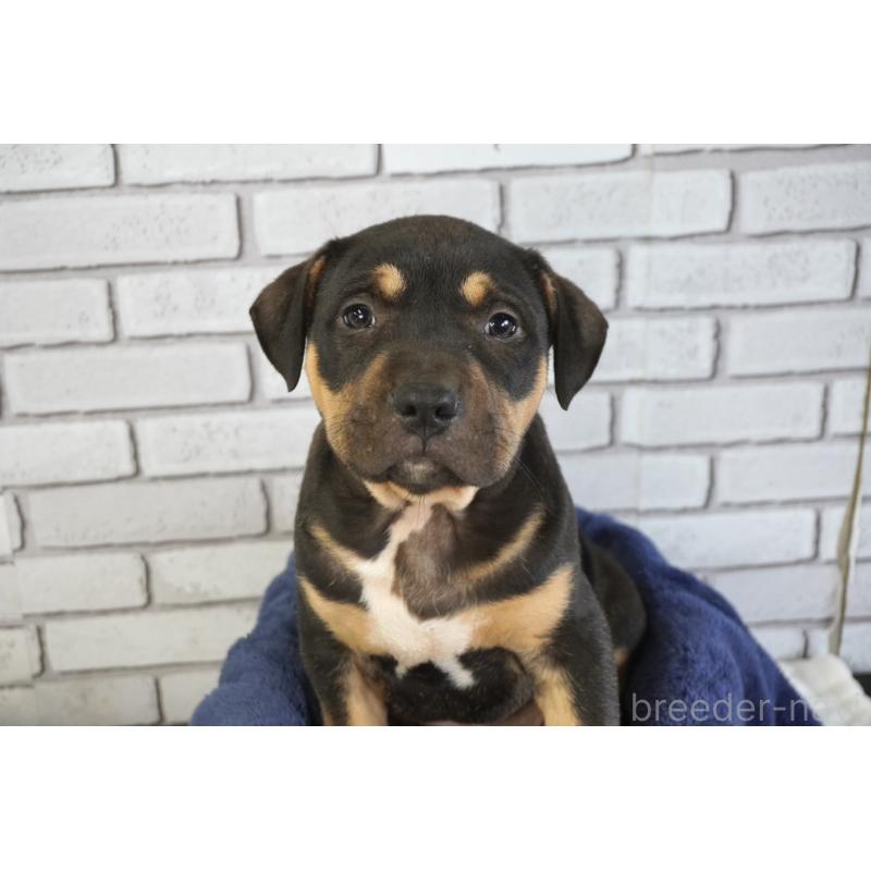 販売中の熊本県のアメリカンピットブルテリア-448815の2枚目