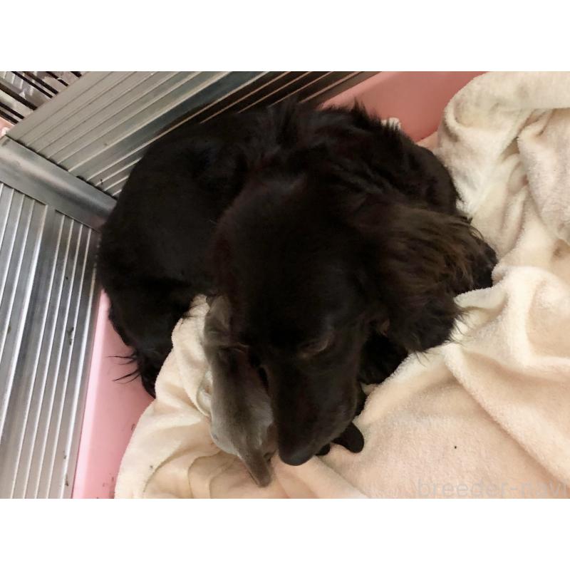 販売中の千葉県のカニンヘンダックスフンド(ロングヘアード)-448817の7枚目