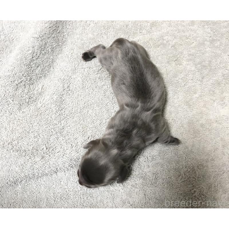 販売中の千葉県のカニンヘンダックスフンド(ロングヘアード)-448817の4枚目