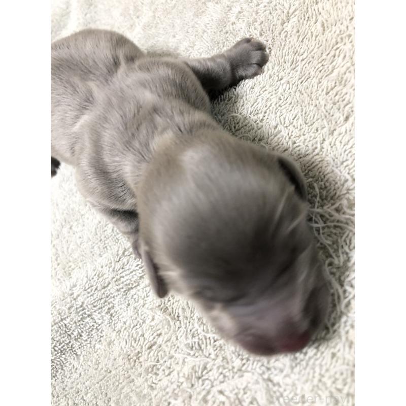 販売中の千葉県のカニンヘンダックスフンド(ロングヘアード)-448817の3枚目