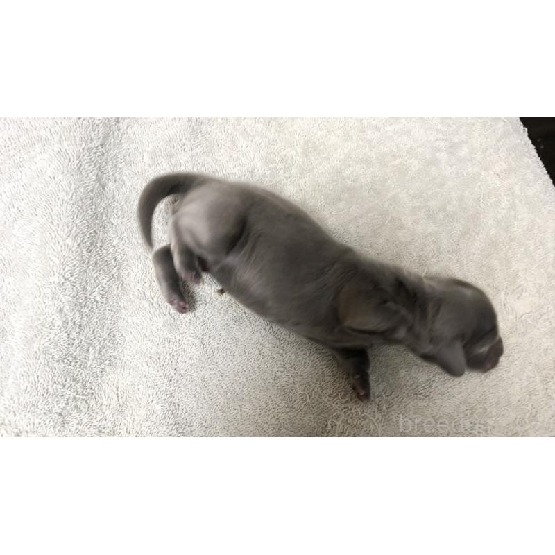 販売中の千葉県のカニンヘンダックスフンド(ロングヘアード)-448817の2枚目