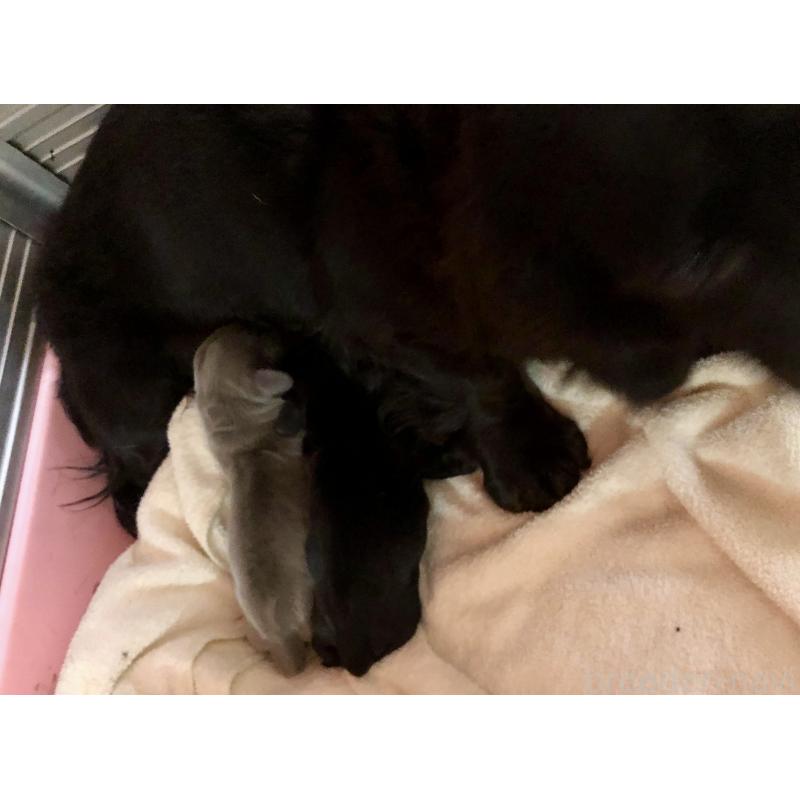 販売中の千葉県のカニンヘンダックスフンド(ロングヘアード)-448818の6枚目