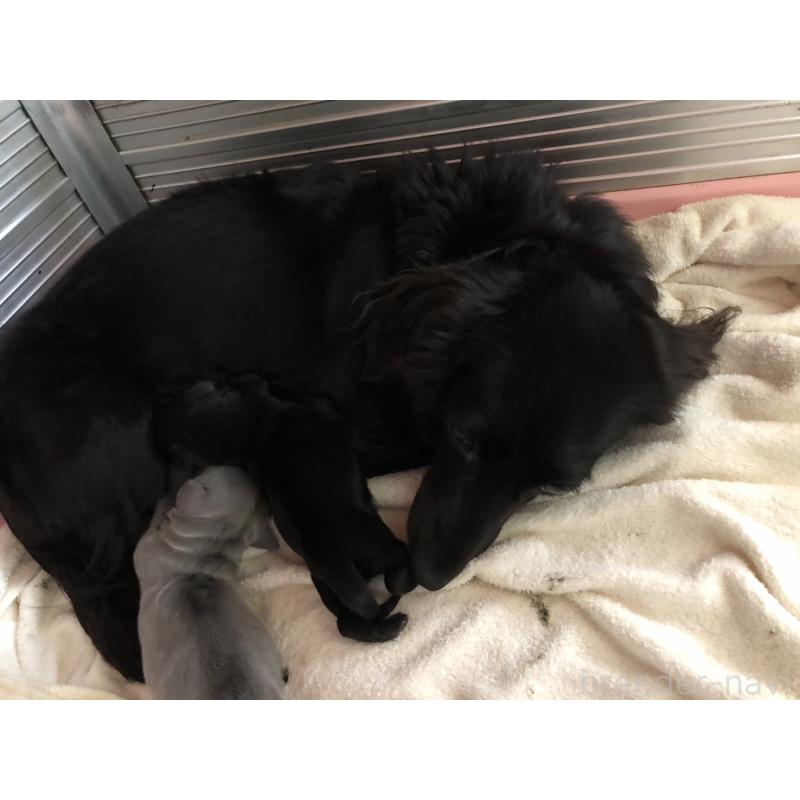 販売中の千葉県のカニンヘンダックスフンド(ロングヘアード)-448818の5枚目