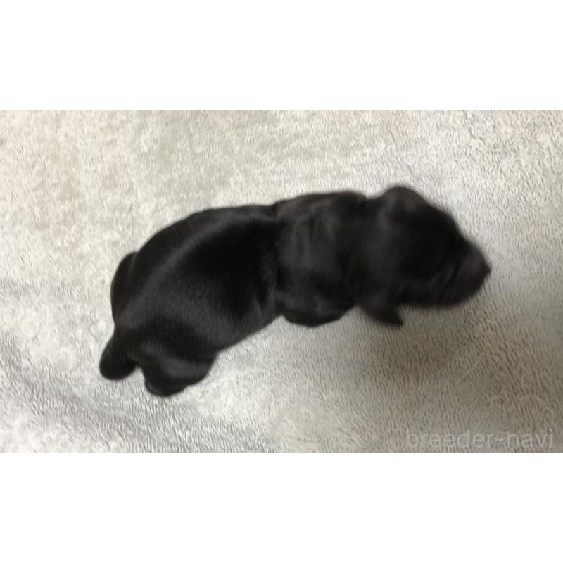 販売中の千葉県のカニンヘンダックスフンド(ロングヘアード)-448818の3枚目