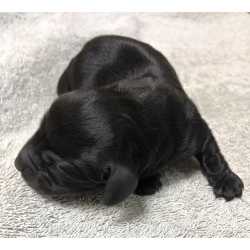 販売中の千葉県のカニンヘンダックスフンド(ロングヘアード)-448818の2枚目