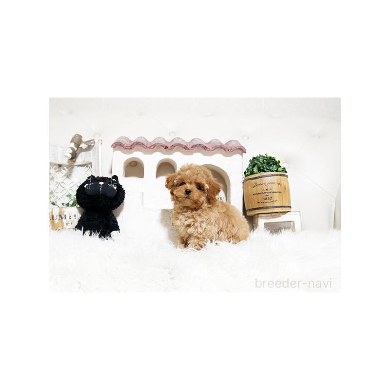 販売中の佐賀県のトイプードル-448819の4枚目