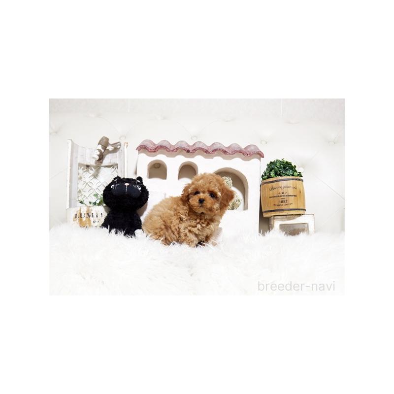 販売中の佐賀県のトイプードル-448819の3枚目