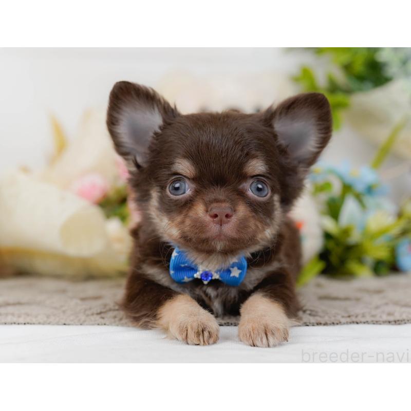 販売中の神奈川県のチワワ(ロングコート)-448824の15枚目