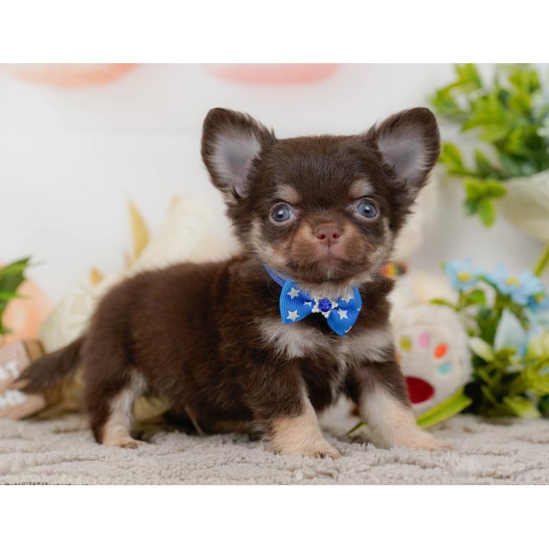 販売中の神奈川県のチワワ(ロングコート)-448824の14枚目