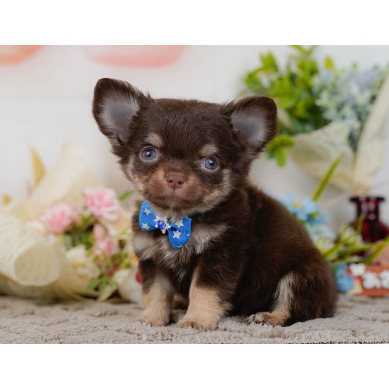 販売中の神奈川県のチワワ(ロングコート)-448824の13枚目