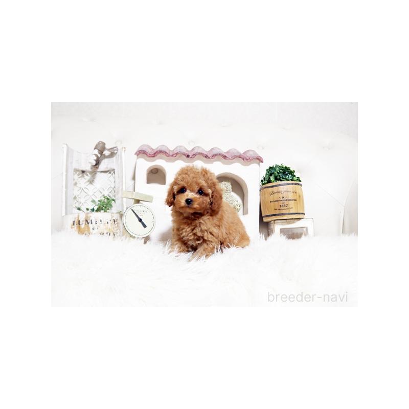 販売中の佐賀県のトイプードル-448820の4枚目