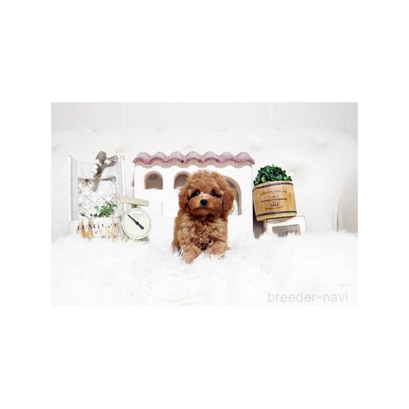 販売中の佐賀県のトイプードル-448820の2枚目