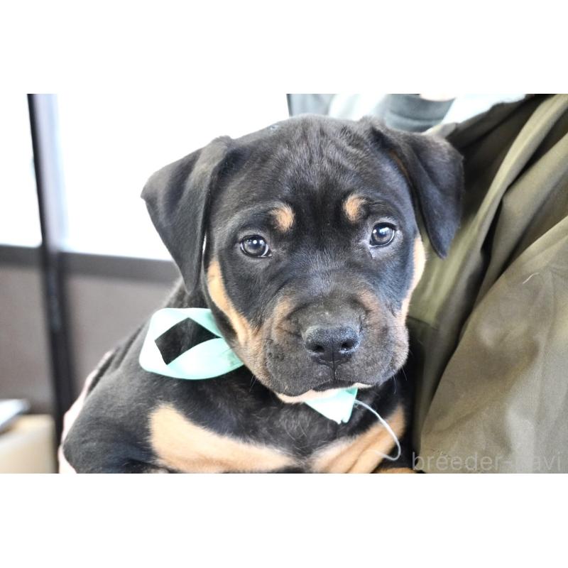 販売中の熊本県のアメリカンピットブルテリア-448821の9枚目