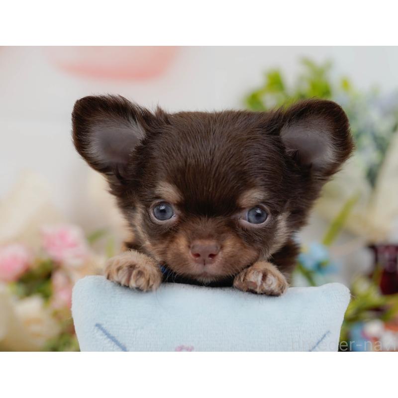 販売中の神奈川県のチワワ(ロングコート)-448824の10枚目