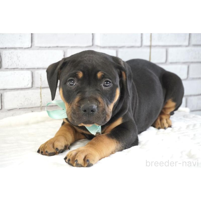 販売中の熊本県のアメリカンピットブルテリア-448821の8枚目