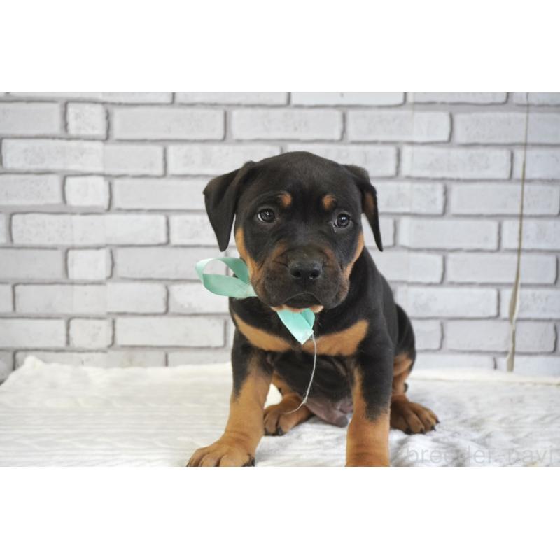 販売中の熊本県のアメリカンピットブルテリア-448821の7枚目