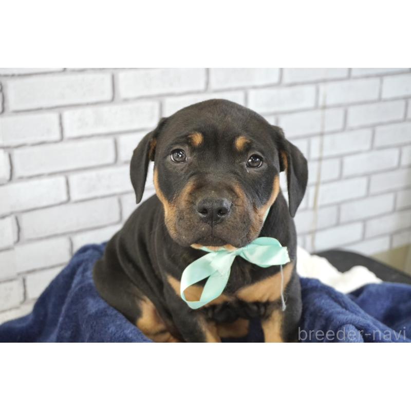 販売中の熊本県のアメリカンピットブルテリア-448821の6枚目