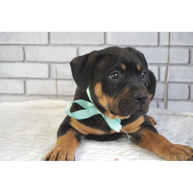 販売中の熊本県のアメリカンピットブルテリア-448821の4枚目