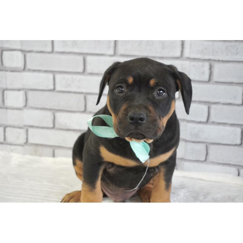 販売中の熊本県のアメリカンピットブルテリア-448821の3枚目