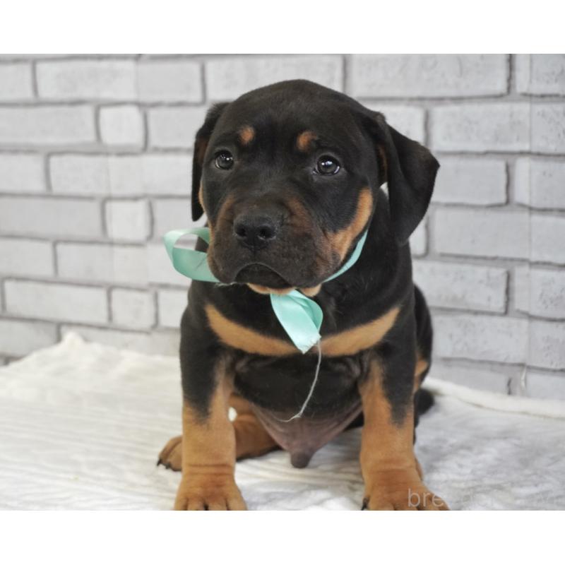 販売中の熊本県のアメリカンピットブルテリア-448821の2枚目