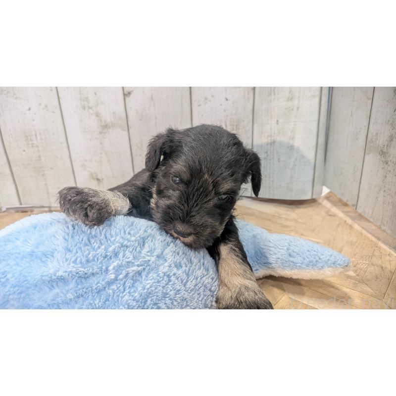 販売中の熊本県のミニチュアシュナウザー-448823の5枚目