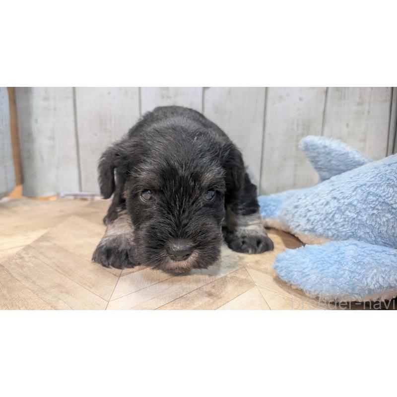 販売中の熊本県のミニチュアシュナウザー-448823の4枚目