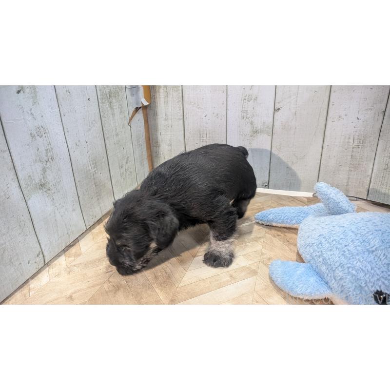 販売中の熊本県のミニチュアシュナウザー-448823の3枚目