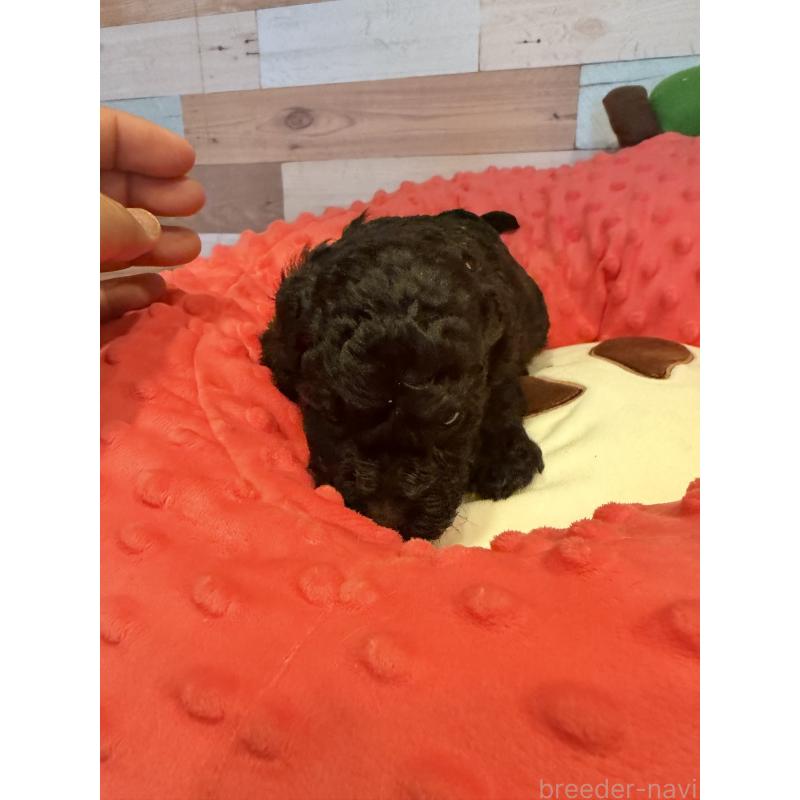 販売中の佐賀県のトイプードル-448822の2枚目