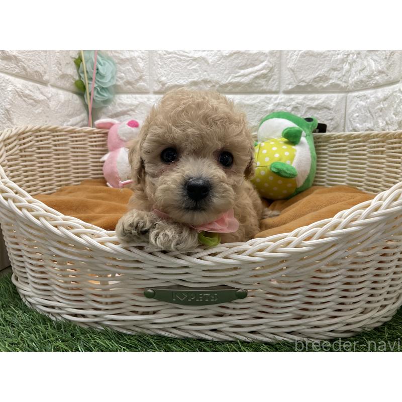 販売中の北海道のマルプー:マルチーズ×トイプードル-448825の3枚目