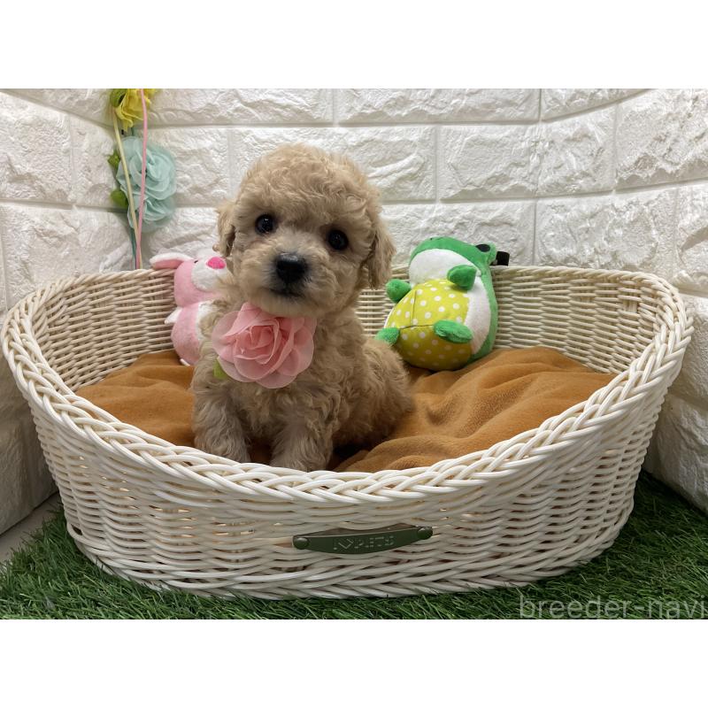 販売中の北海道のマルプー:マルチーズ×トイプードル-448825の2枚目