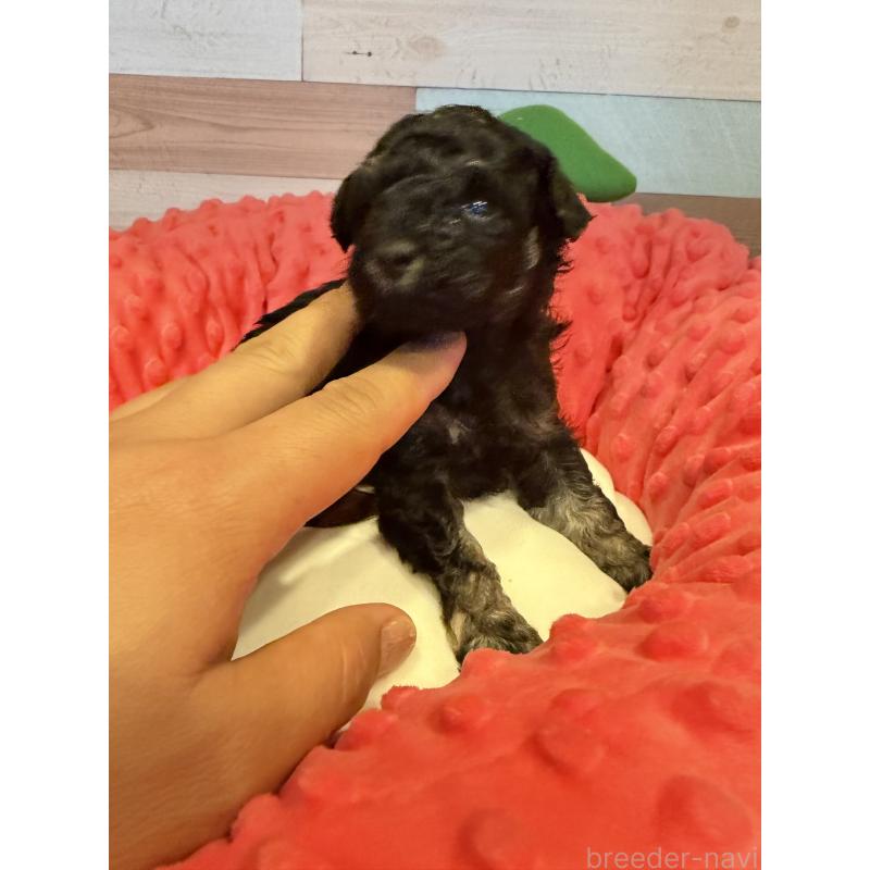 販売中の佐賀県のトイプードル-448826の3枚目