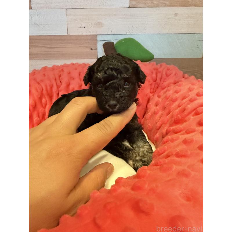 販売中の佐賀県のトイプードル-448826の2枚目