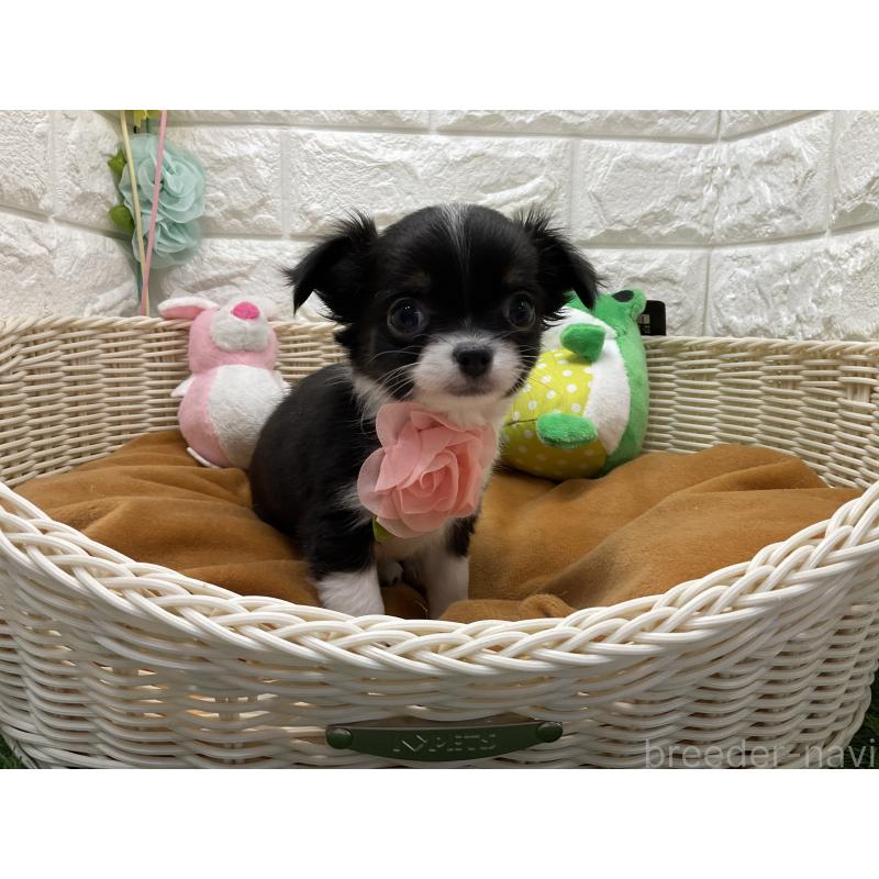 販売中の北海道のチワワ(ロングコート)-448827の3枚目