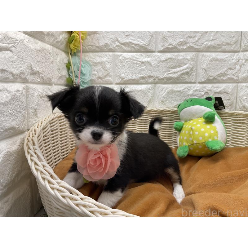 販売中の北海道のチワワ(ロングコート)-448827の2枚目