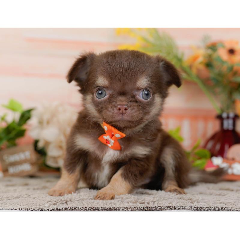 販売中の神奈川県のチワワ(ロングコート)-448831の13枚目