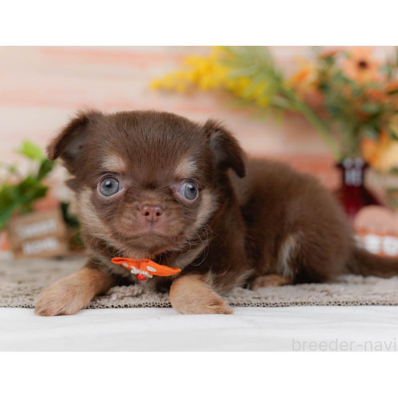 販売中の神奈川県のチワワ(ロングコート)-448831の12枚目