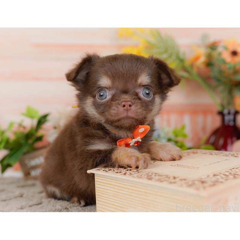 販売中の神奈川県のチワワ(ロングコート)-448831の11枚目