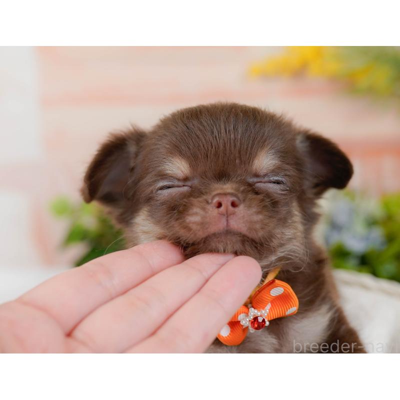 販売中の神奈川県のチワワ(ロングコート)-448831の10枚目