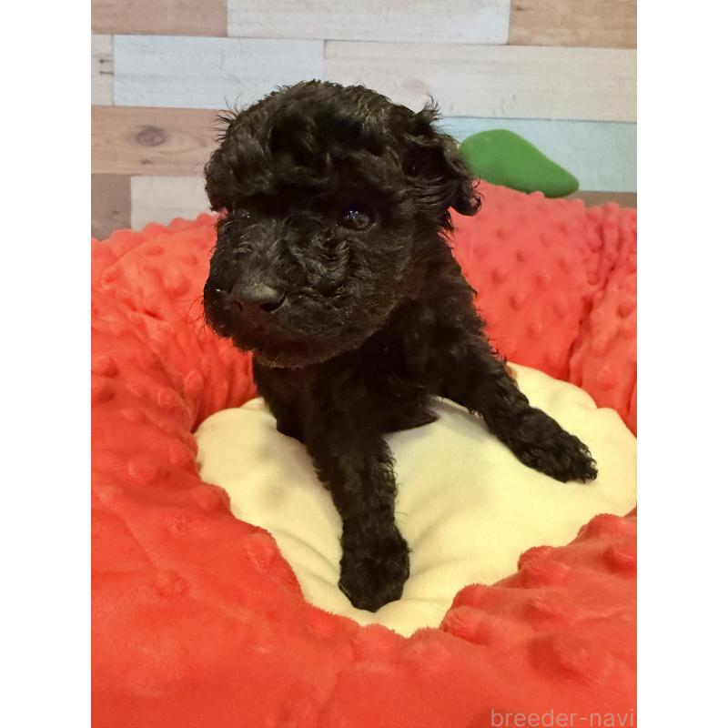 販売中の佐賀県のトイプードル-448829の4枚目