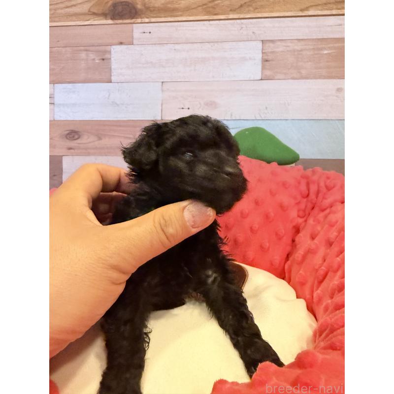 販売中の佐賀県のトイプードル-448829の3枚目