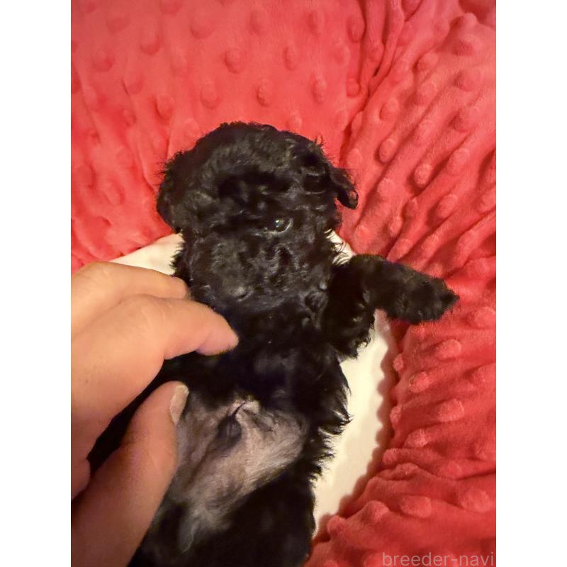 販売中の佐賀県のトイプードル-448829の2枚目